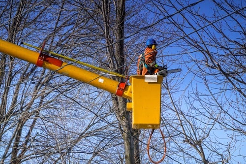 Tree Trimming